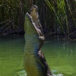 crocodile, alligator, reptile, water, dangerous, predator, nature, animals, fauna, australia