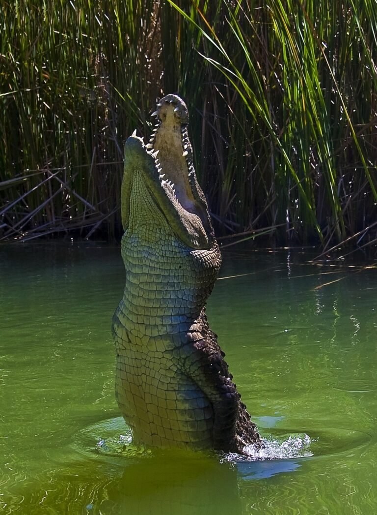 crocodile, alligator, reptile, water, dangerous, predator, nature, animals, fauna, australia