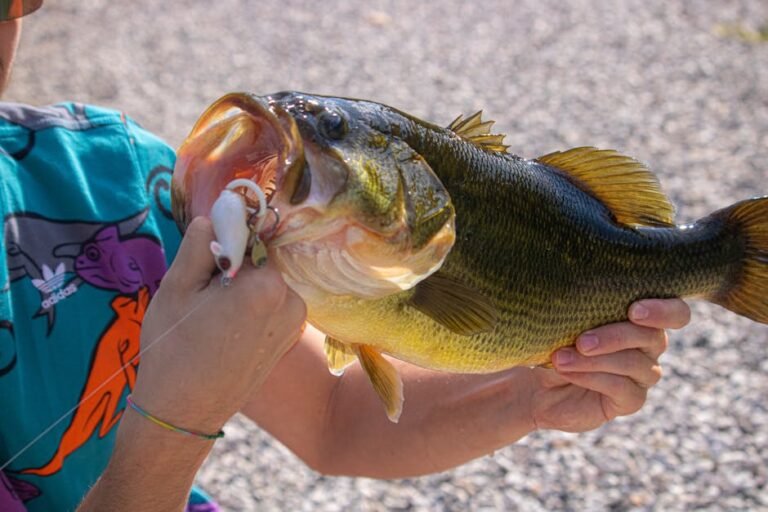 Close-up of an angler holding a freshly caught large bass with fishing tackle visible.